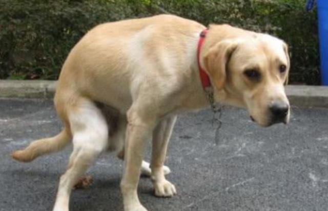 原创狗狗拉粑粑的姿势会暴露这么多秘密!你家狗狗是怎么做的?