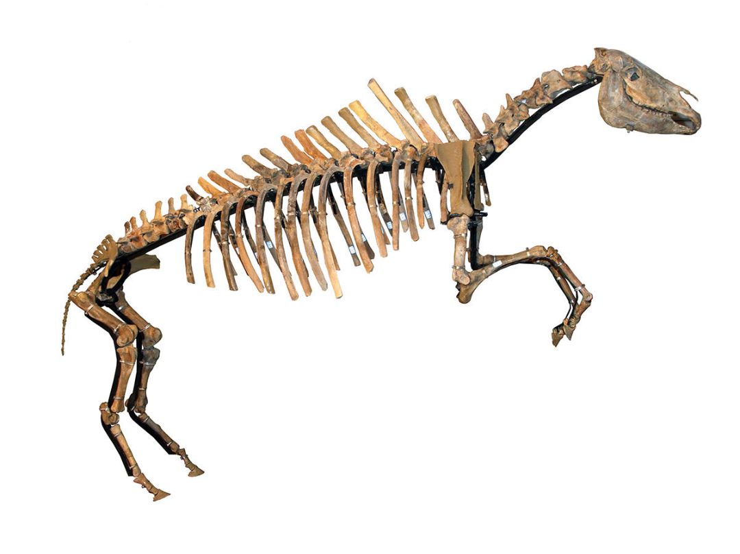 因为马在5800万年的地质历史中保留了丰富的化石记录