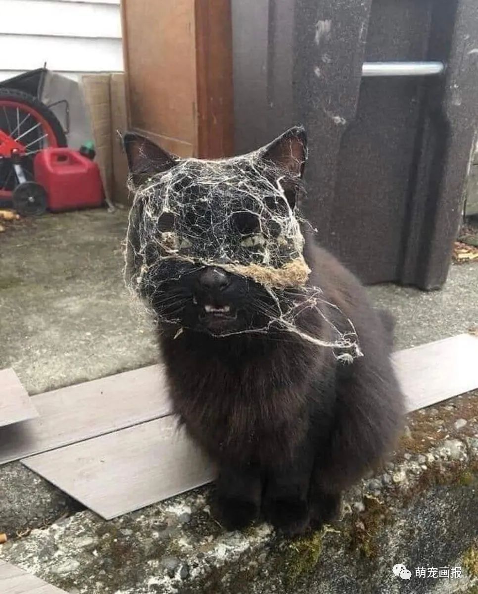 搞笑猫咪图片小集锦又来啦