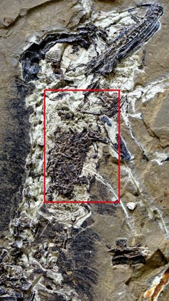 特稿当恐龙遭遇新冠病毒