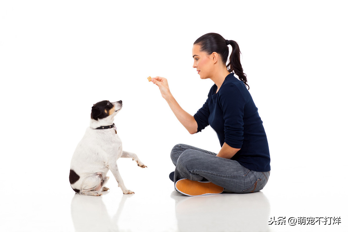 训狗之前铲屎官要了解的小知识