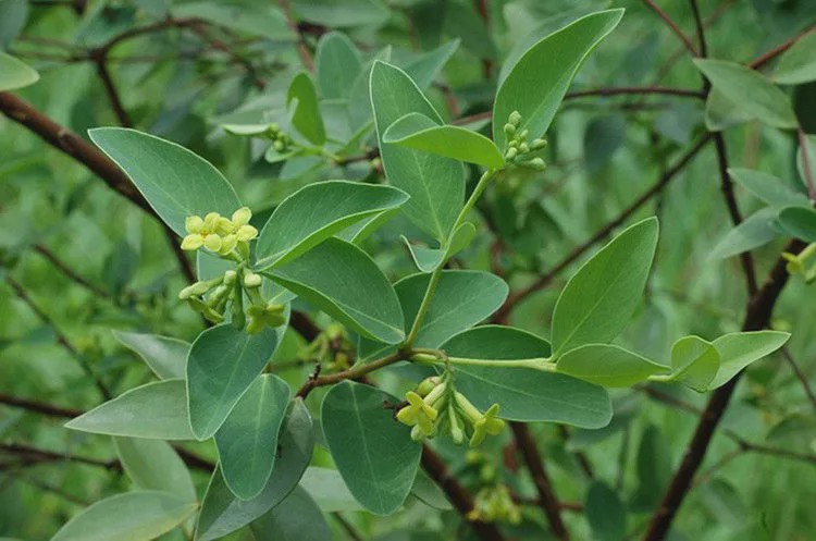 农村有一种草叫作了哥王很少见能治外伤出血炎症跌打损伤