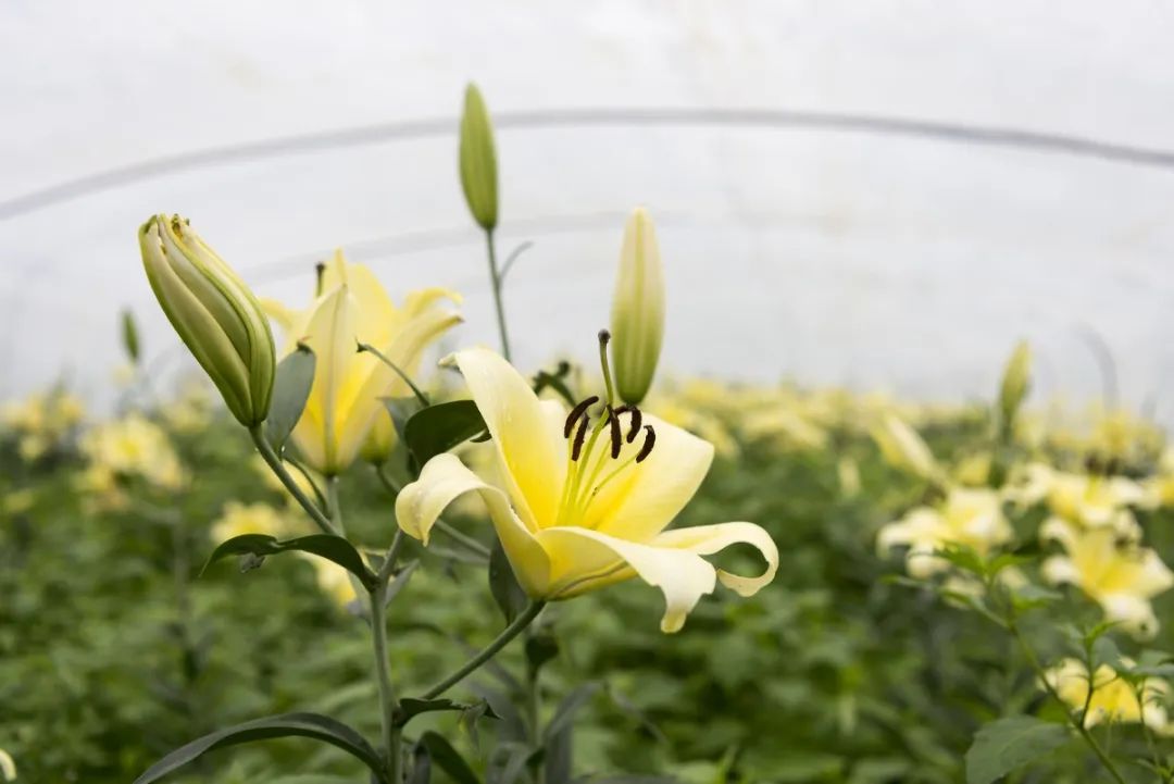 延平百合遇上卖难问题各方守望相助共待春来