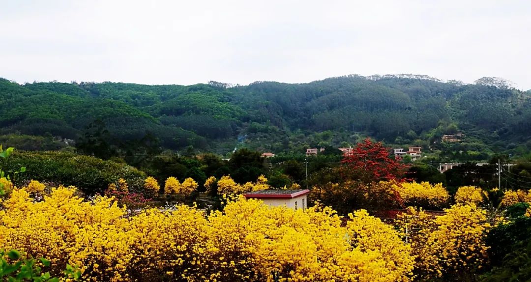 赤坭镇旅游景点图片