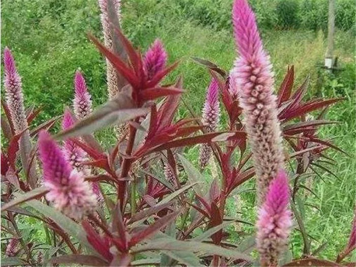 这种野草叫野鸡冠花,是一种苋科鸡冠花的通类植物,属于一年生草本植物
