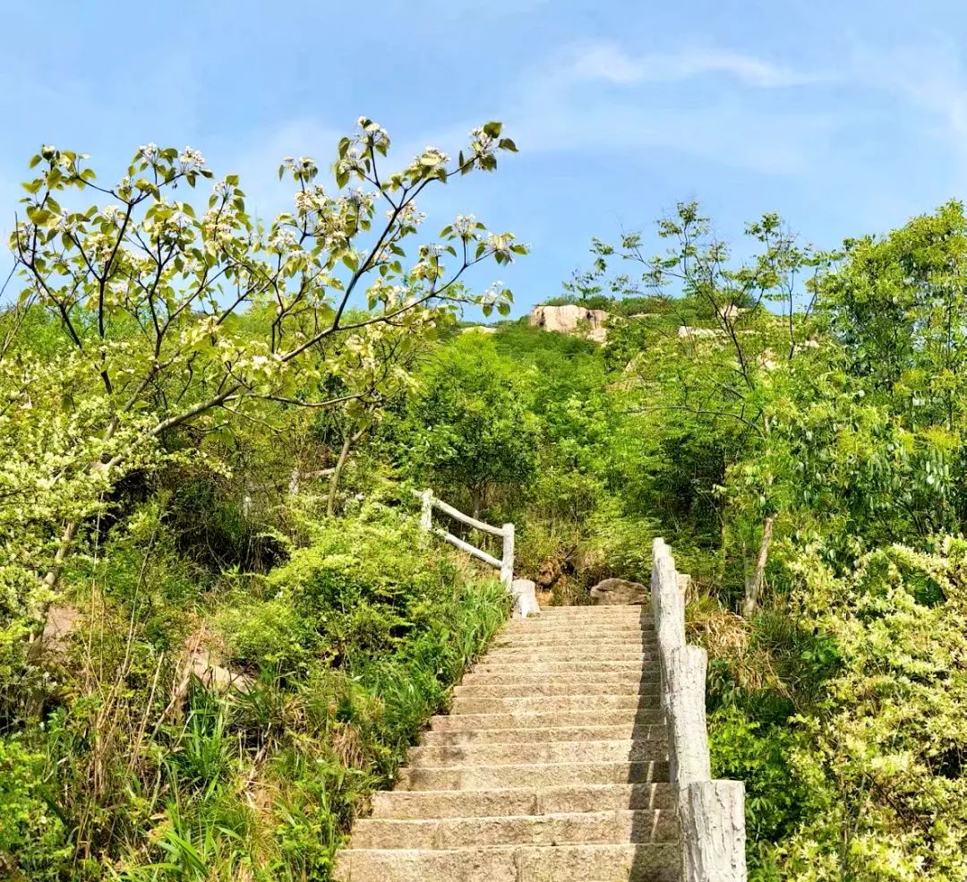 【看新縣】金蘭山國家森林公園:將軍山之山河微笑杜鵑花開