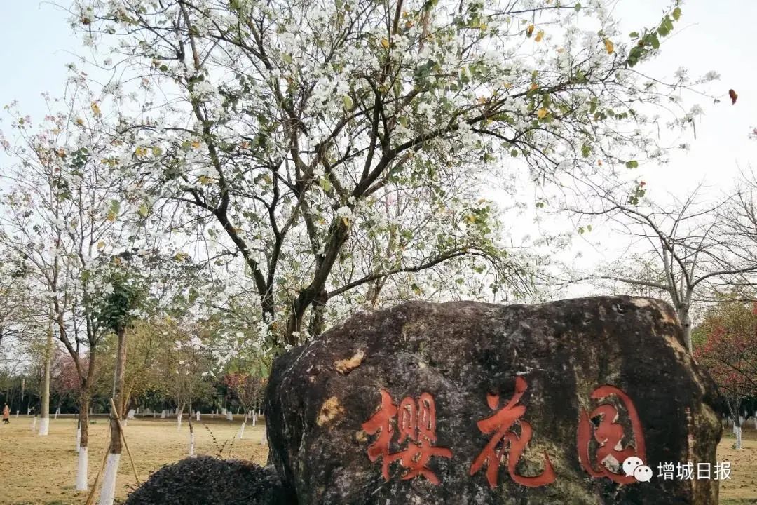 樱花园,荔韵公园二龙山生态旅游区大埔围花海新塘万田生态公园百花