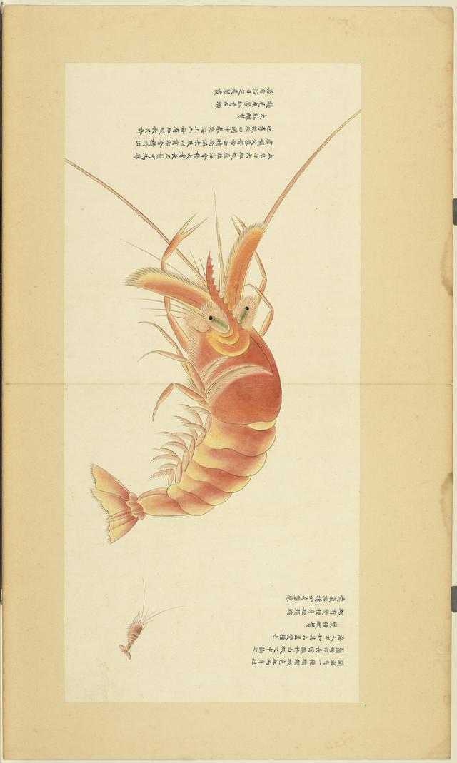 台北故宫博物院藏海错图清康熙绘本第四册