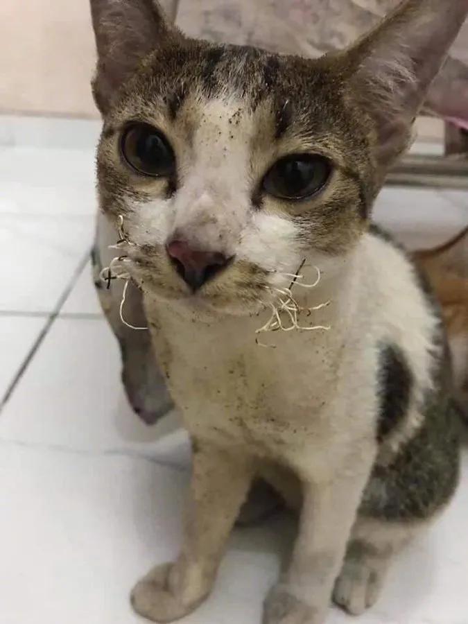 图片[34] - 【xizi被窝段子20200308】接下来 会有始料不及的运气 会有突如其来的欢喜 - xizi