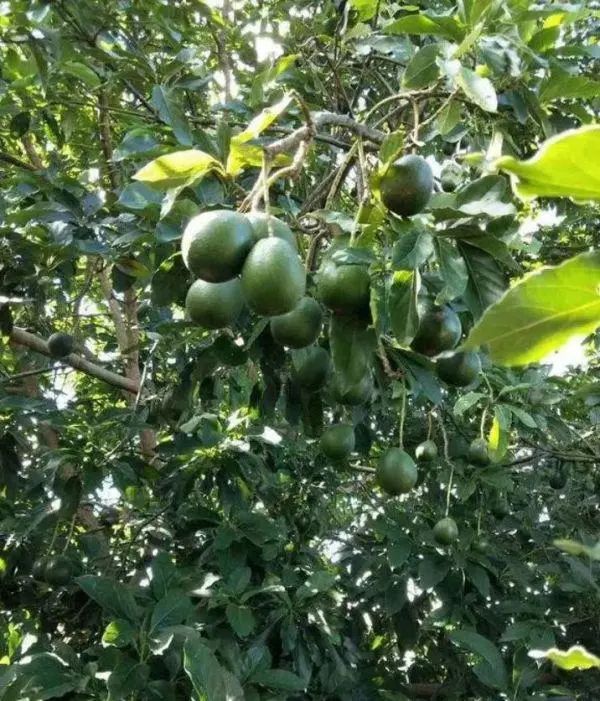 水果界最大的騙局難吃還沒營養產量明明極高卻賣幾十元一顆