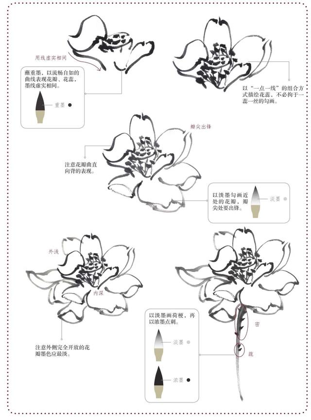 荷花的结构层次图片