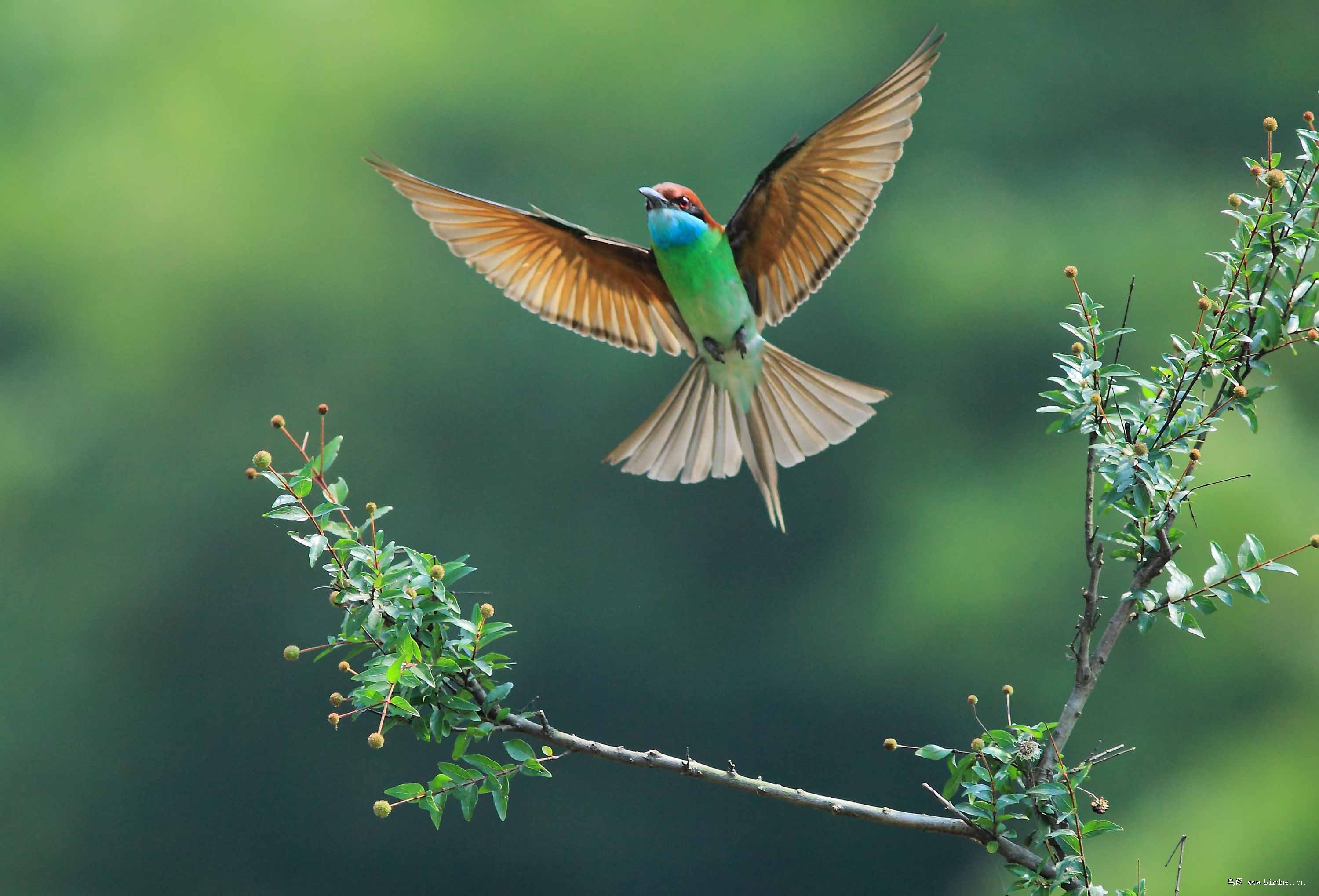 春景文/小隐朝雨过青薇,林中鸟独飞.万般苍翠绿,不似去年肥.