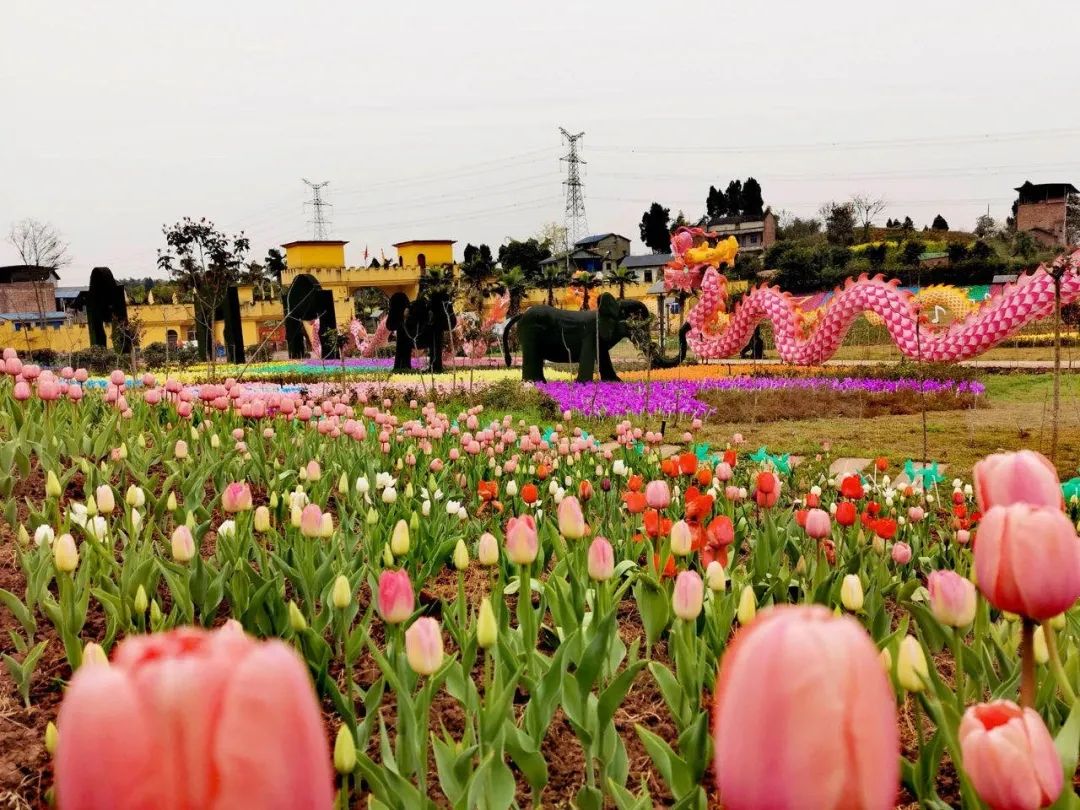 官宣:铜梁龙景区郁金香花海3月7日恢复开放!春暖花开,门票免费送