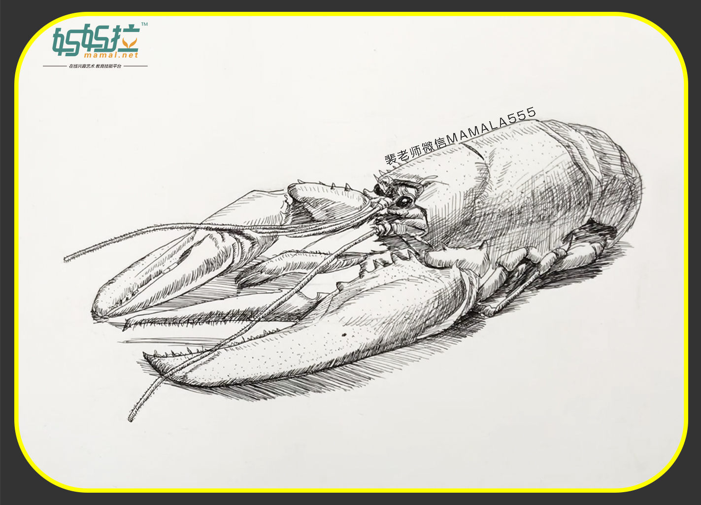 妈拉艺术学院裴俊飞老师中央美院速写动物之龙虾