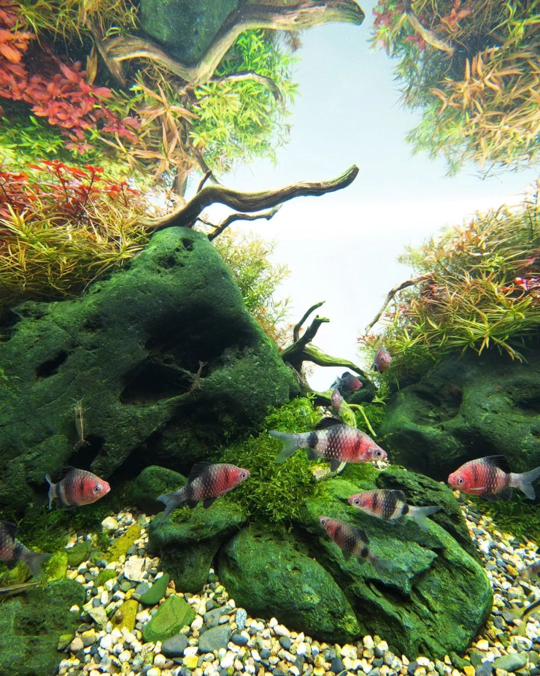 ada大师之作系列内田成的和式水下秋叶