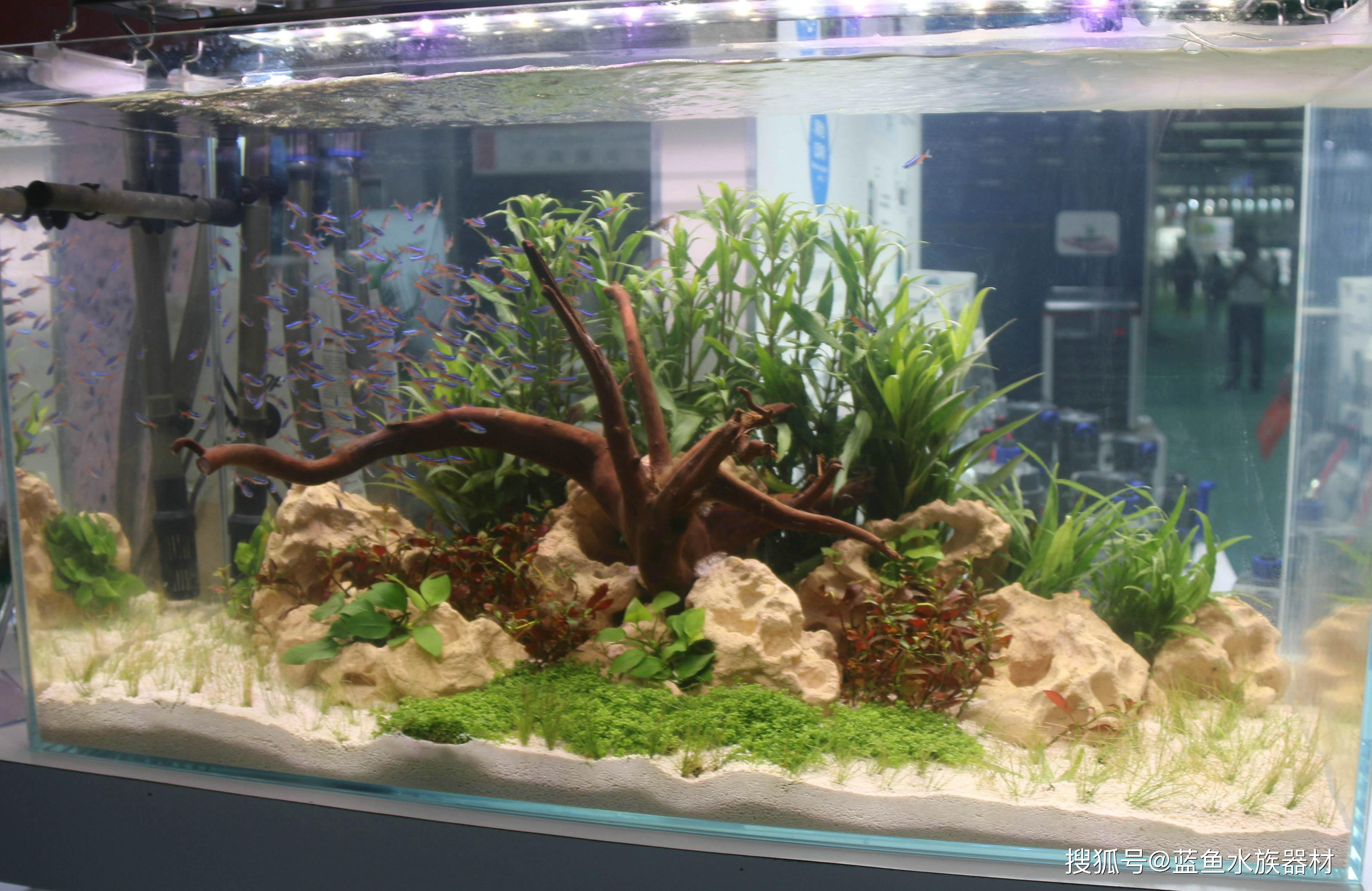 水草鱼缸使用什么灯光好