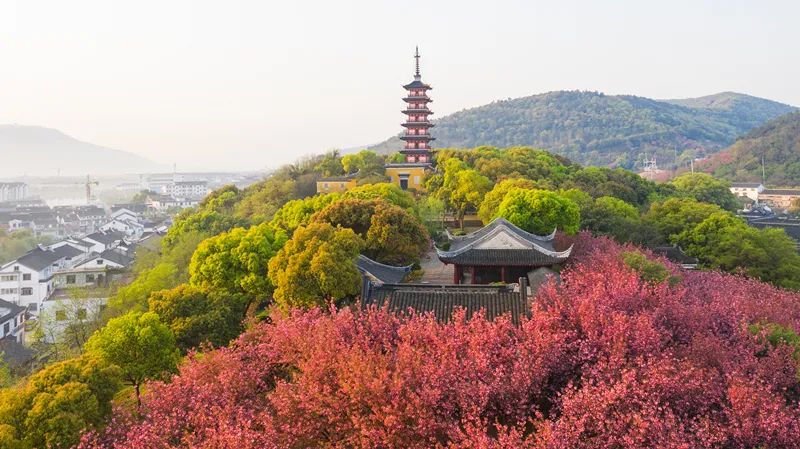 光福古镇区的早春是中国著名的花木之乡自古以来,百姓就有栽花植树