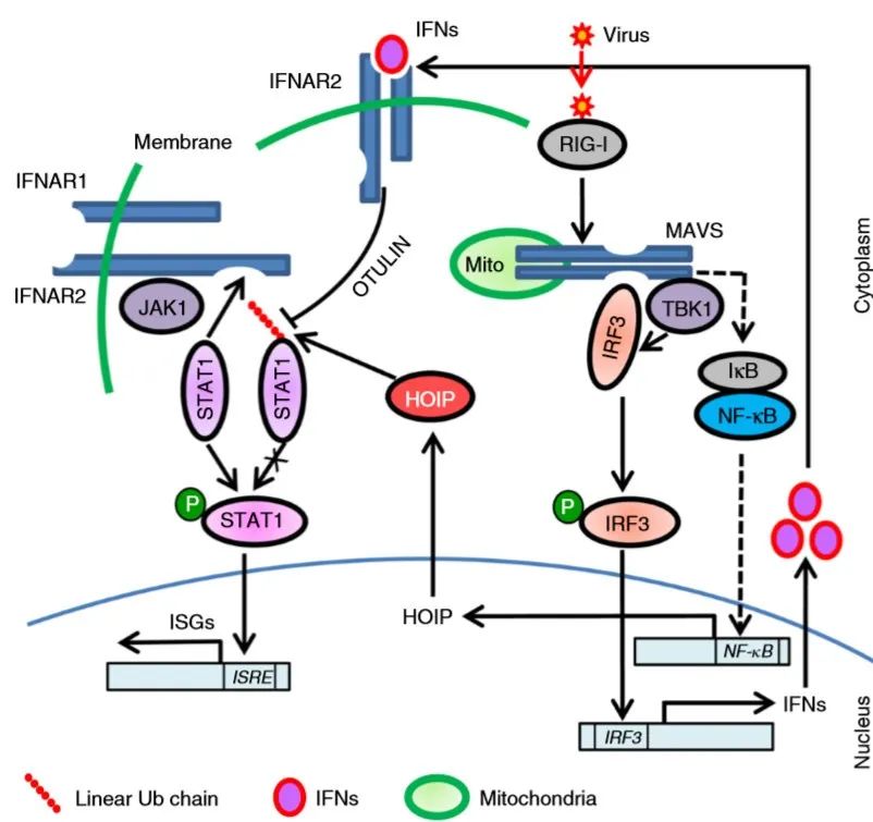 前沿速递苏州大学郑慧实验室揭示线性泛素化调控干扰素抗病毒通路