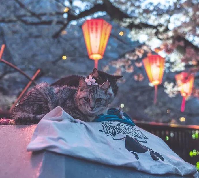 图片[10] - 【xizi被窝段子20200308】接下来 会有始料不及的运气 会有突如其来的欢喜 - xizi