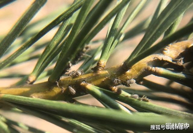早春松树松针上出现透明液体不要不在意可能是松大蚜在危害