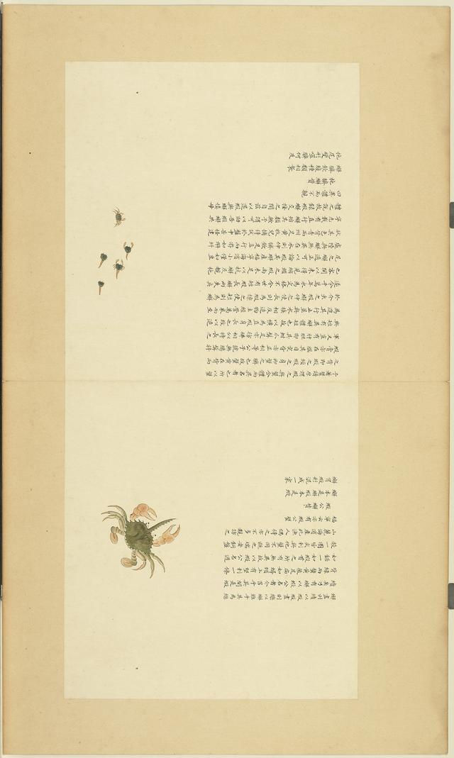 台北故宫博物院藏海错图清康熙绘本第四册