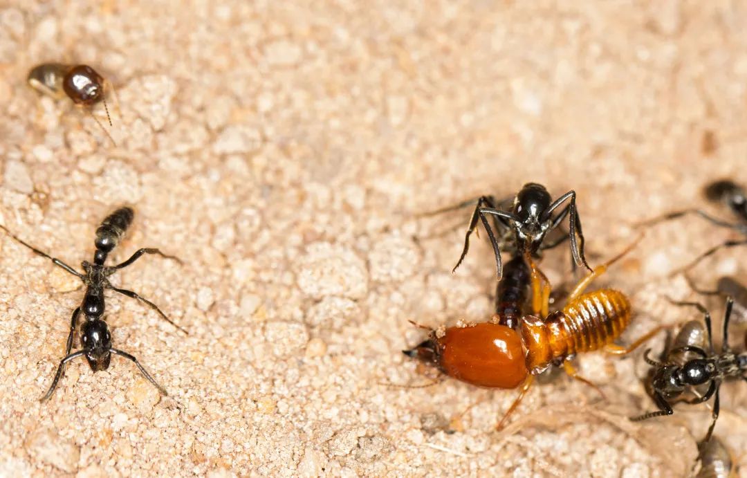 蚂蚁攻破了白蚁的觅食地 