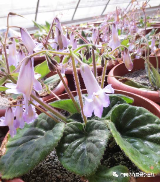 花卉苦苣苔新品种翔鸟和楠梦