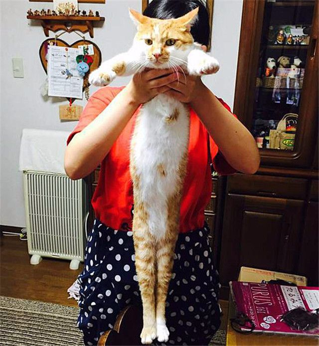 的猫举起来会怀疑是ps处理过的可能屏幕前的你这些照片总之猫咪的身长