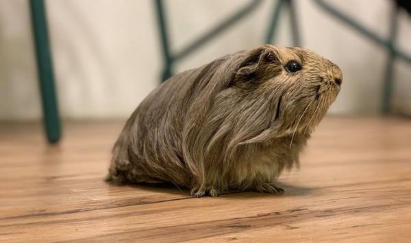 长毛的宠物鼠趴在地板上就像假发一样你喜欢这样的宠物吗