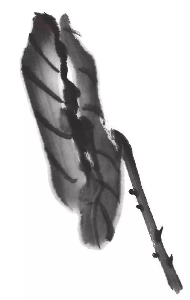 国画教程水墨荷花荷叶的画法