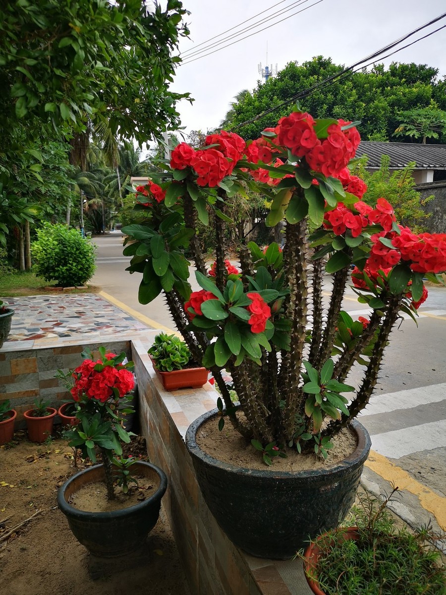 嫣然虎刺梅朵朵绽芬菲