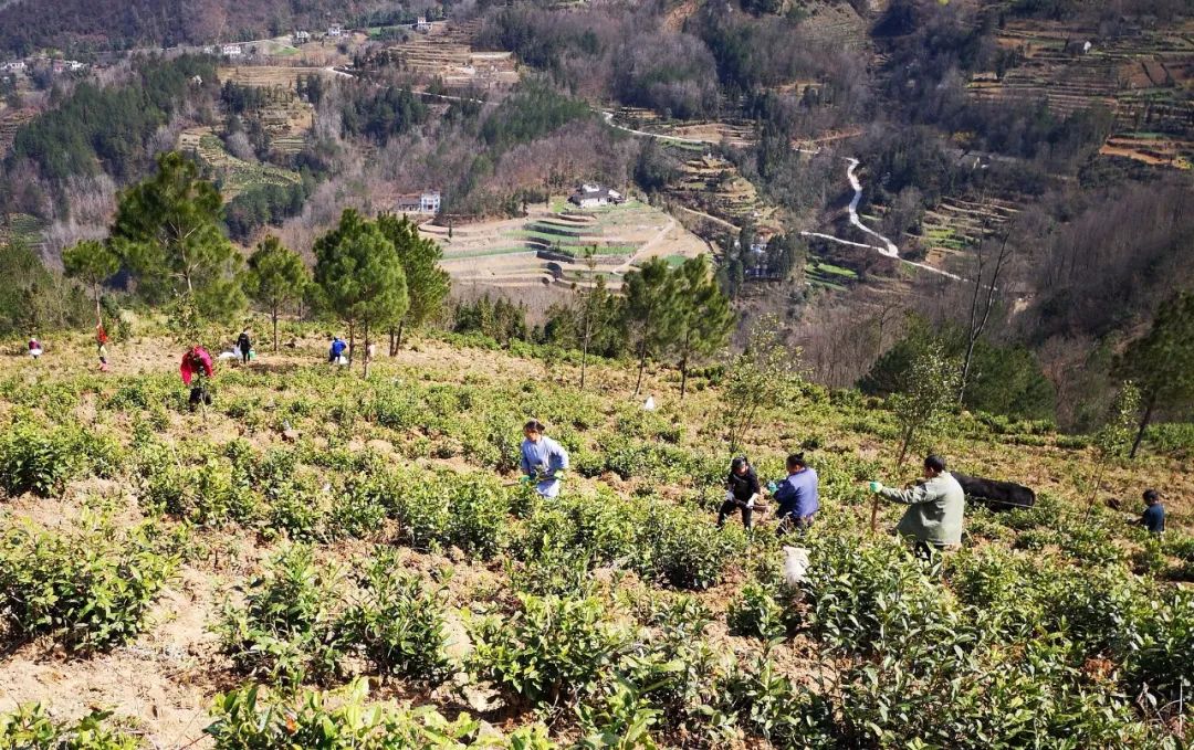 泾洋街道办七里沟村:茶园低改带贫增收