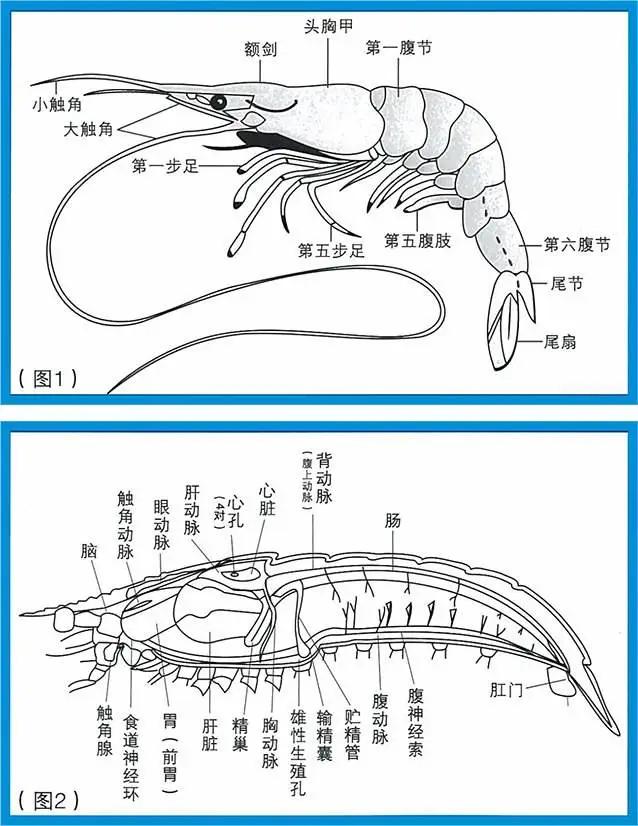 养虾要成功关键在保肝保肝说来容易但无数对虾却陨命于保肝误区