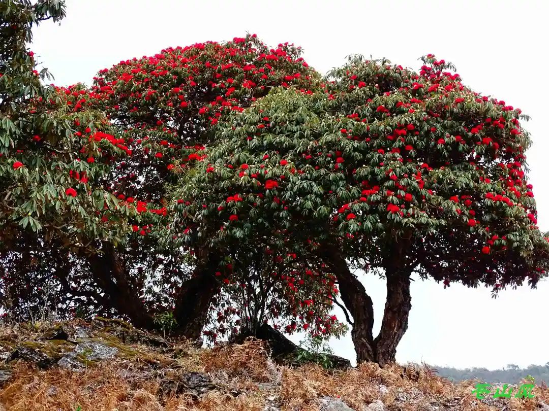 野生杜鹃花树图片