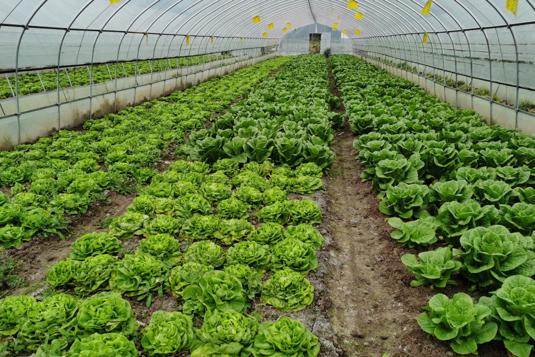负责人告诉记者,基地种植的有机生菜种类繁多,有奶油生菜,罗马生菜,紫