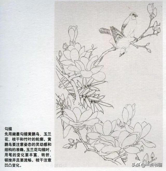 分享几组玉兰花画法示范教程_步骤