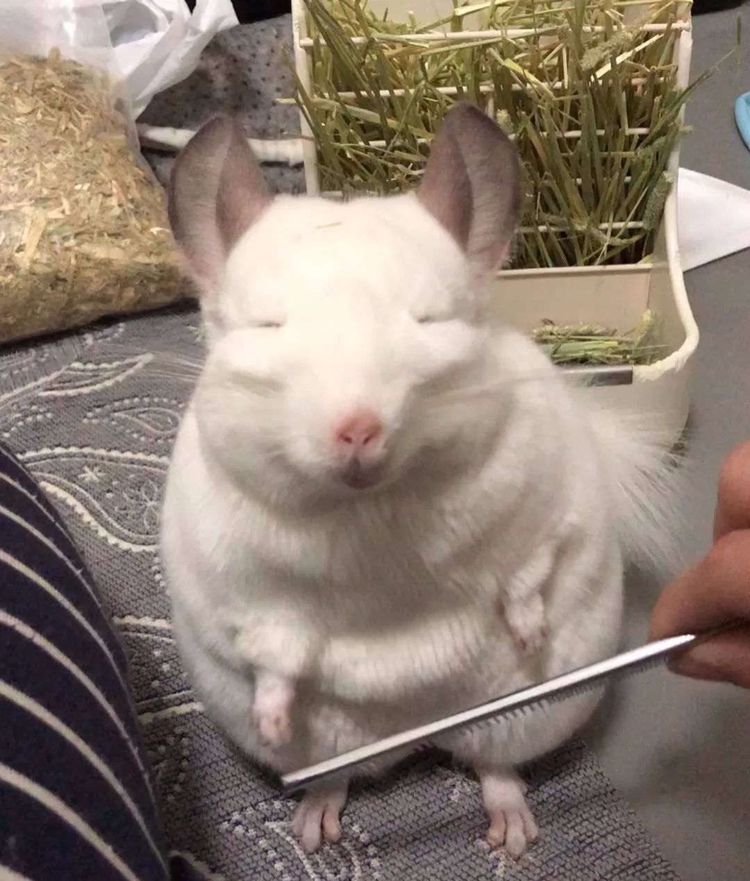 龙猫这表情也太太太太可爱了吧