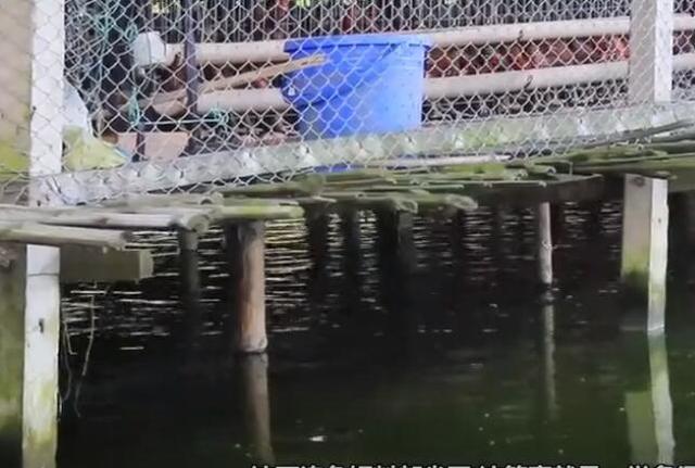 原创水面建鸡场上面养鸡下面养鱼这种水面养殖场可行吗
