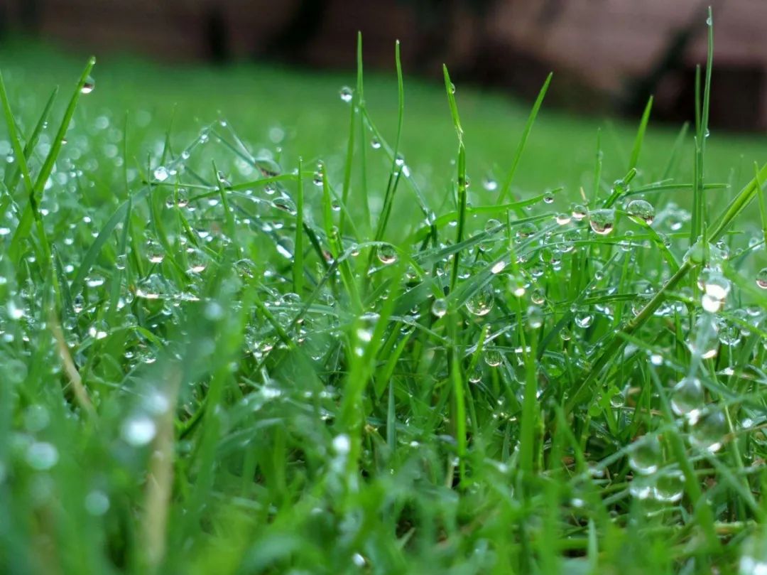 大雨天小草风景图片图片