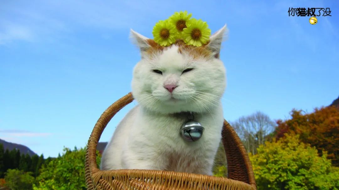 感谢《有喵青年》分享原创作品石家庄一米74爱流浪猫救助团队被猫叔