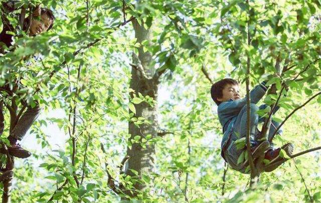 熊孩子兄妹捅马蜂窝却被蛰成猪头网友不该笑但没忍住