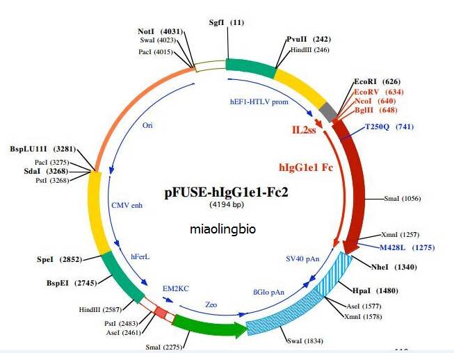 质粒dna的分离纯化和鉴定