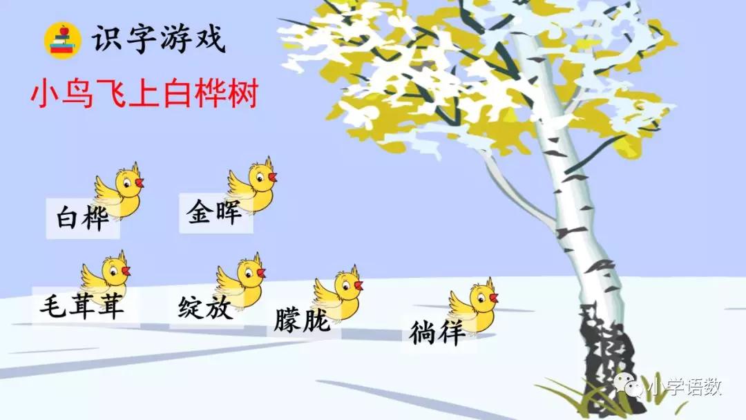 部编版四年级下册第11课《白桦》图文讲解_桦树