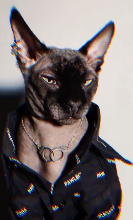 如果拥有一只超a的猫猫还要什么男朋友啊