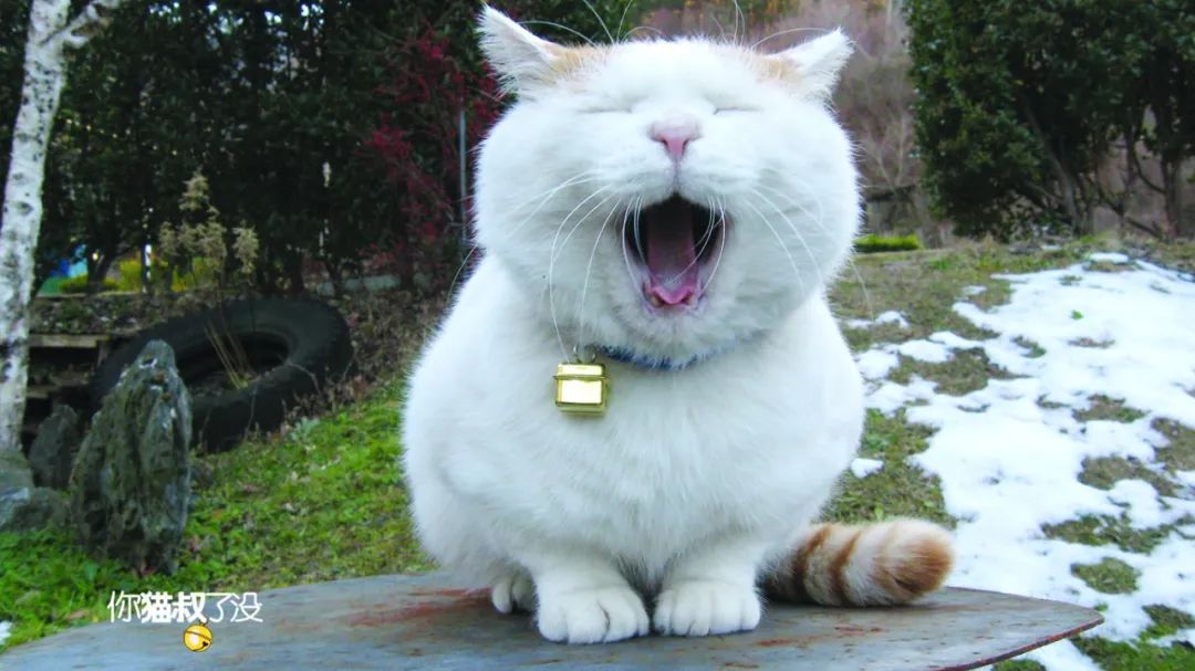 感谢《有喵青年》分享原创作品石家庄一米74爱流浪猫救助团队被猫叔