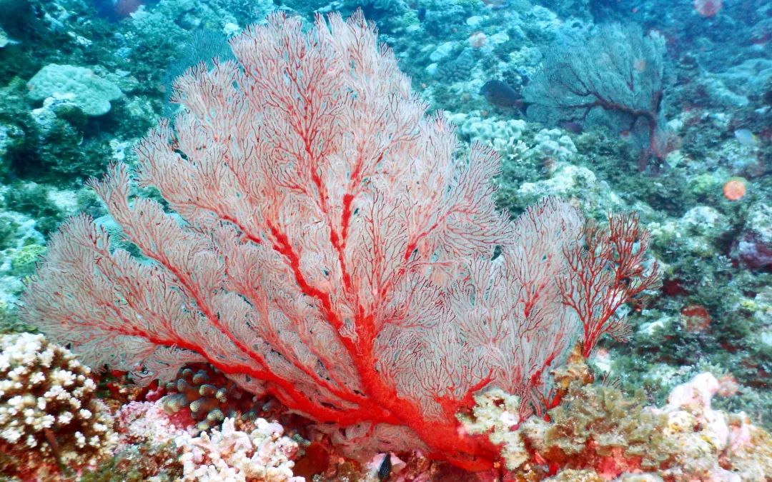 因此我猜想,这样的"珊瑚树"或许是大家对珊瑚最普遍的认知:温暖南方