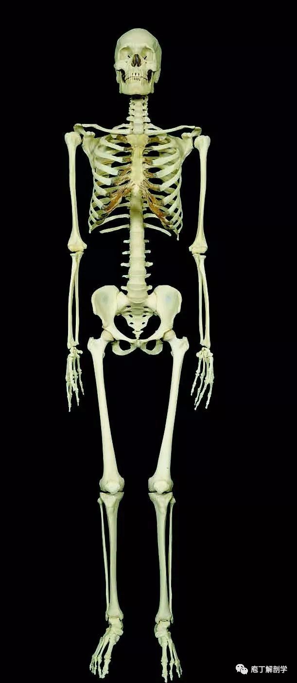 骨的分类