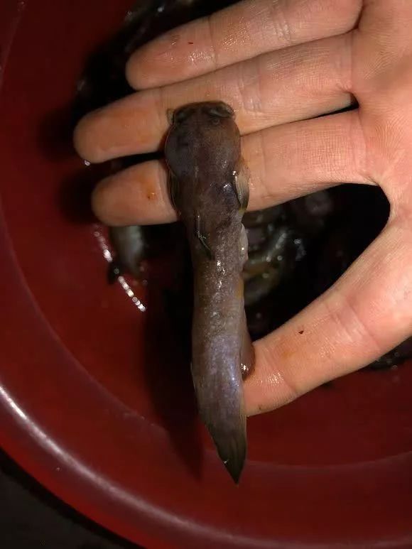 这肉疙瘩竟然是鱼无鳞像虫还有毒网友几百元一斤