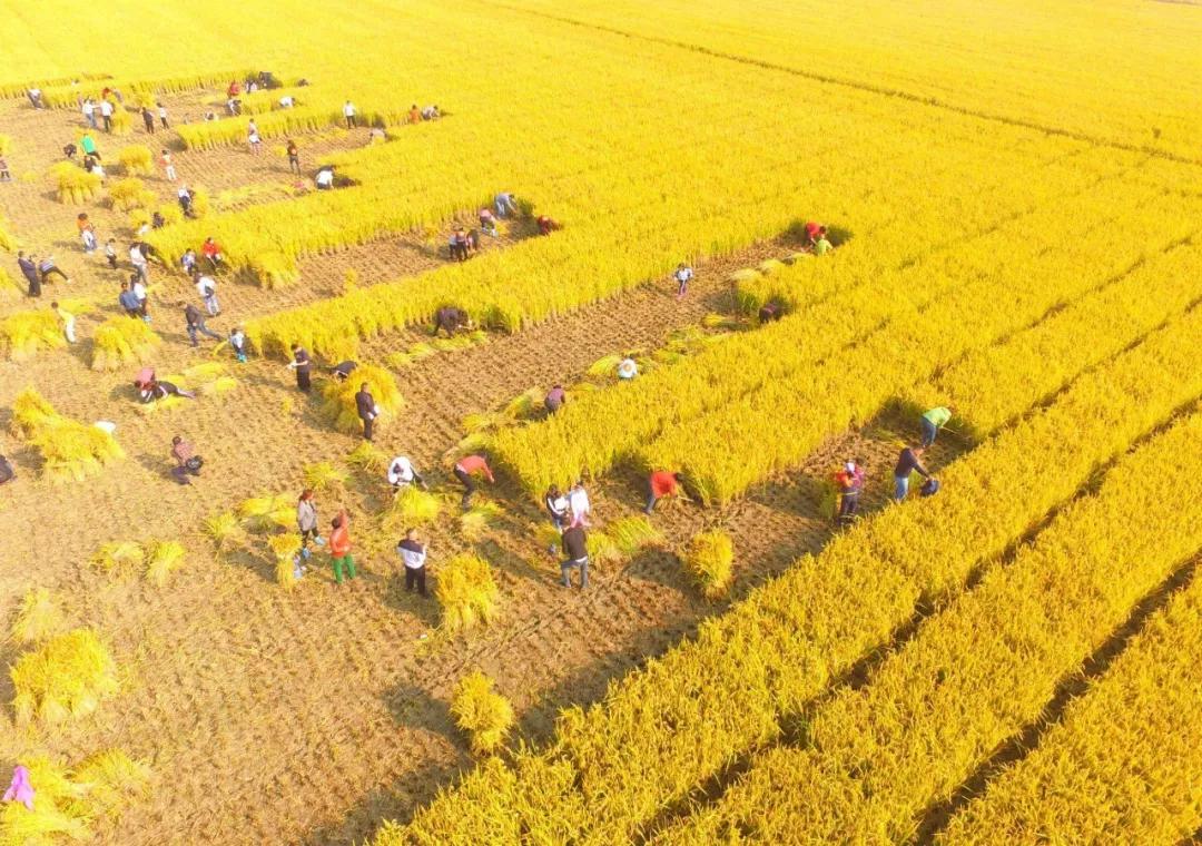 經營新方案讓兒童體驗農耕時代中國風天地糧倉