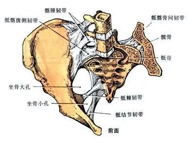 韧带予以稳定,有一定的活动范围,可随骨盆的前倾后倾髂骨沿关节横轴